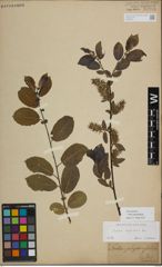 Foto von Salix myrsinifolia Salisb.